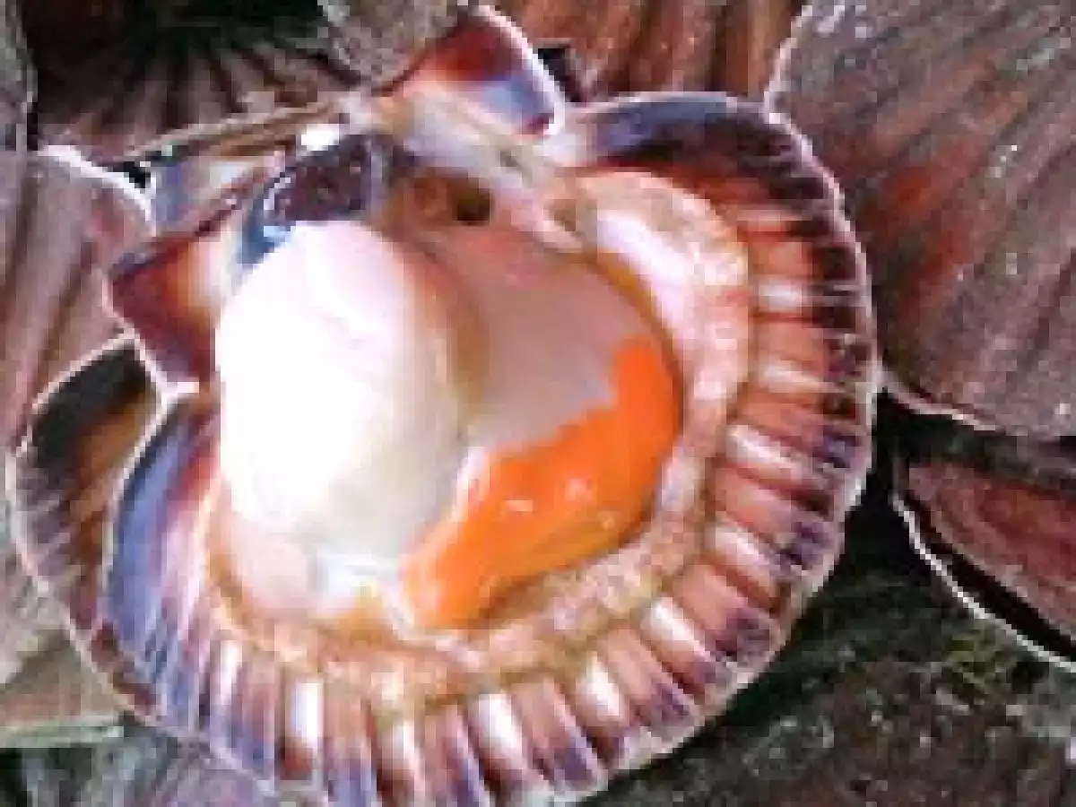 Mousse de St-Jacques à la Sauce Coriandre - photo 3