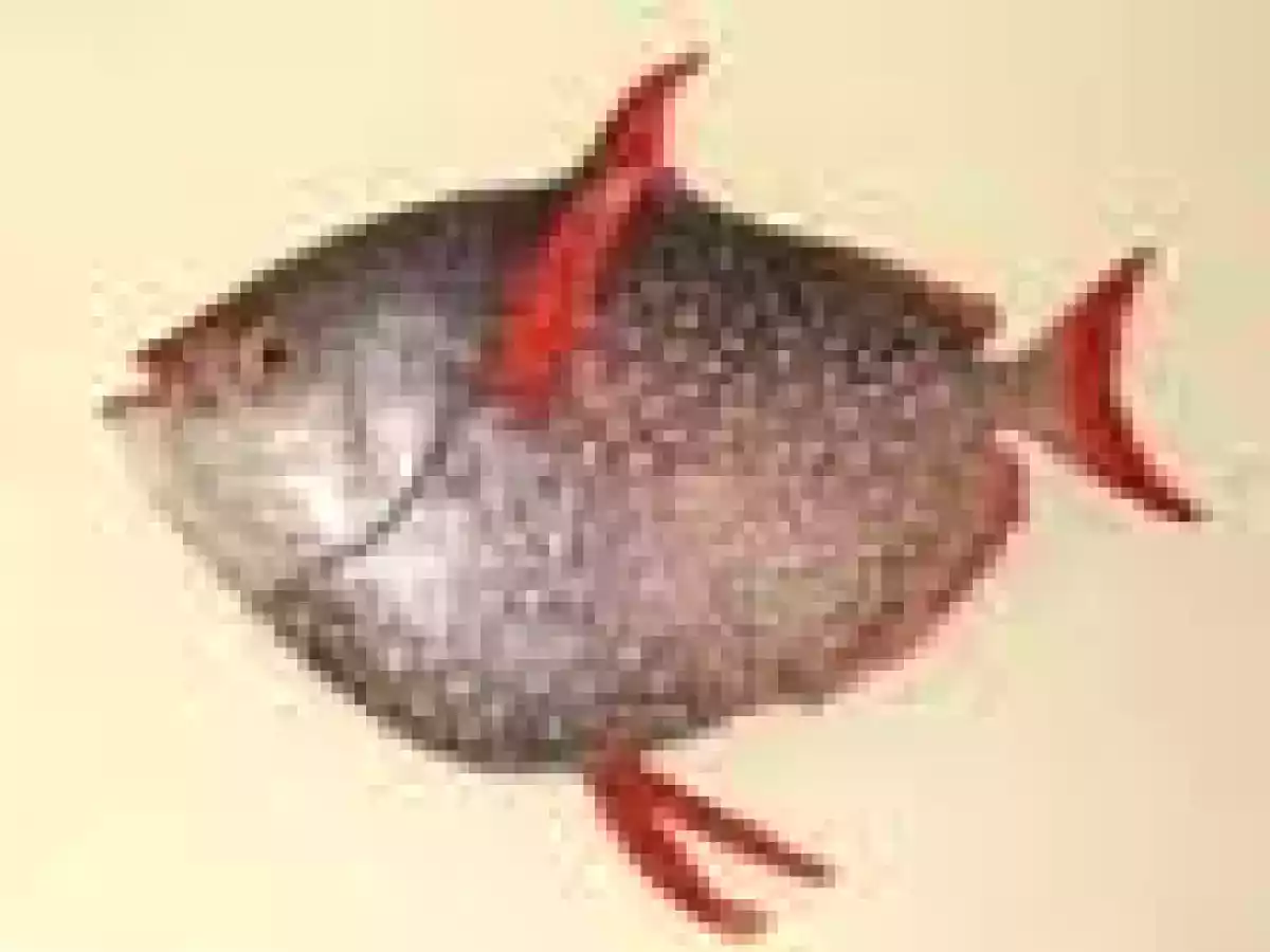 Opah-Saumon Rouge à la Citronelle - photo 4