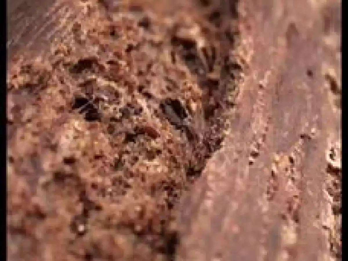 **Pain / cake au levain au chocolat noir & piment d'espelette ** - photo 2