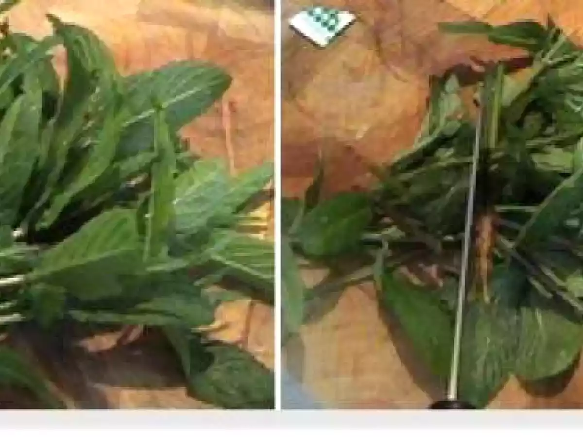 PANNA COTTA A LA MENTHE FRAICHE - photo 3