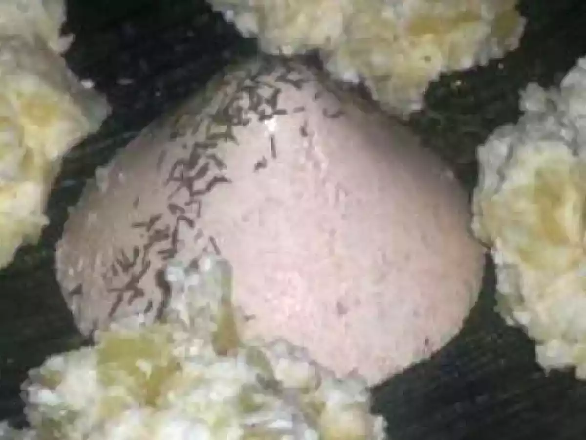 panna cotta de truite fumée et salade mousseuse de pommes de t.