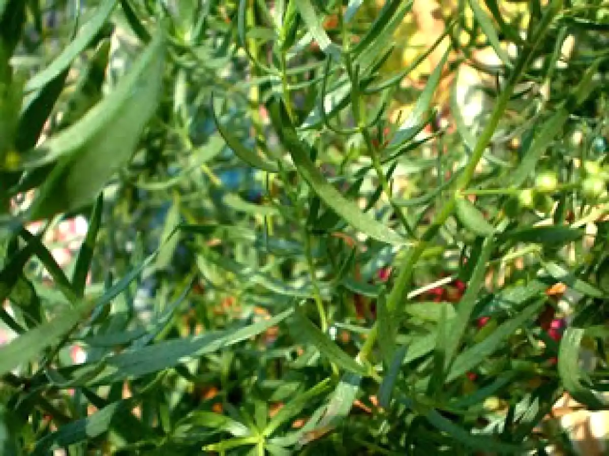 PESTO d'ESTRAGON - photo 3