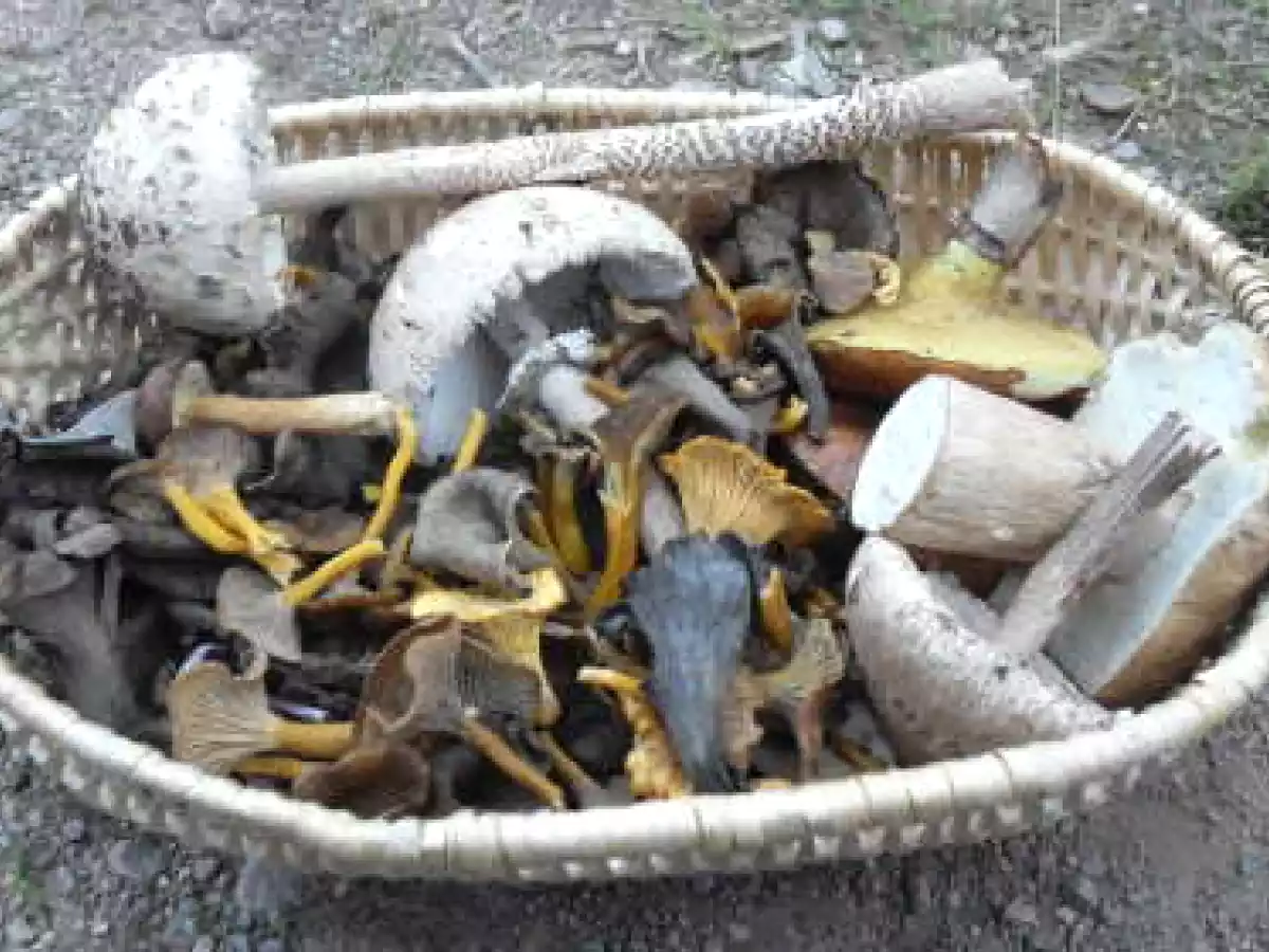 Poêlée de champignons des bois - photo 2