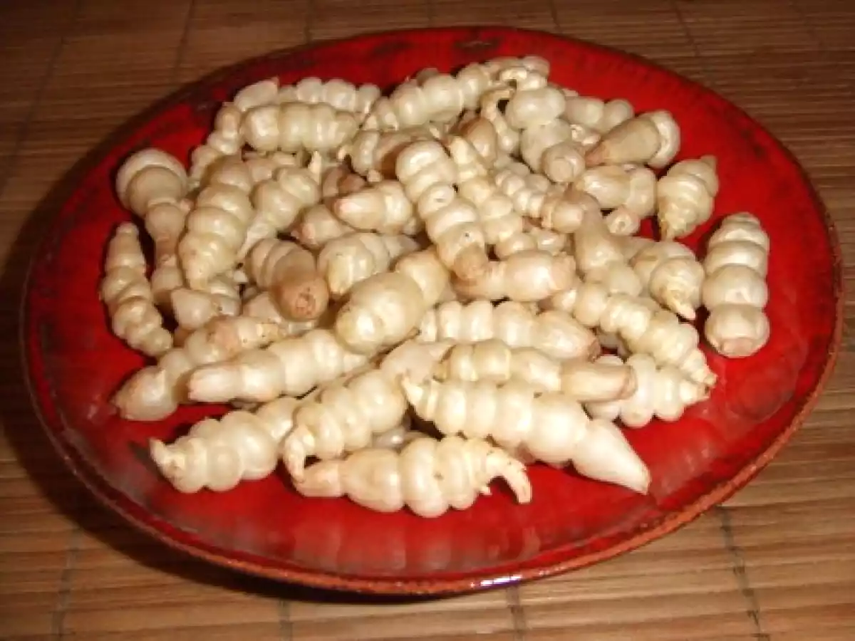 Poêlée de crosnes croquants à l'ail et la coriandre