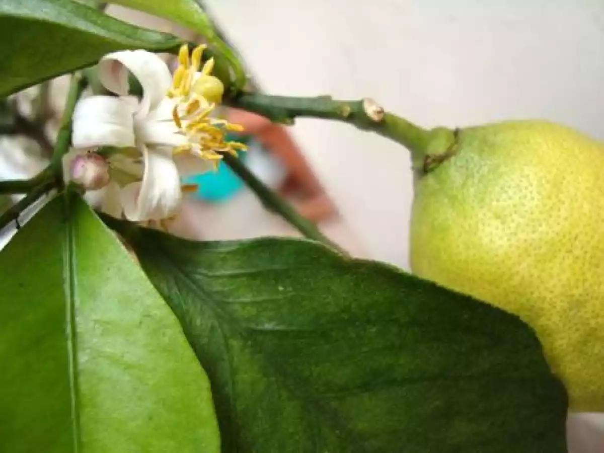 POMMES DE TERRE A L'ECORCE DE CITRON ET A L'AIL - photo 3