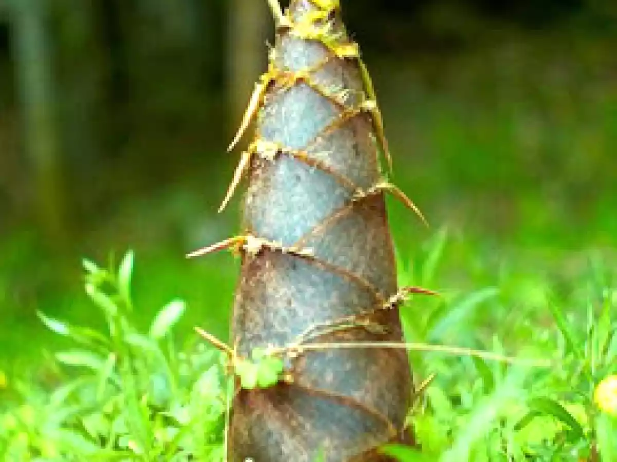 Poulet aux pousses de bambou - photo 3