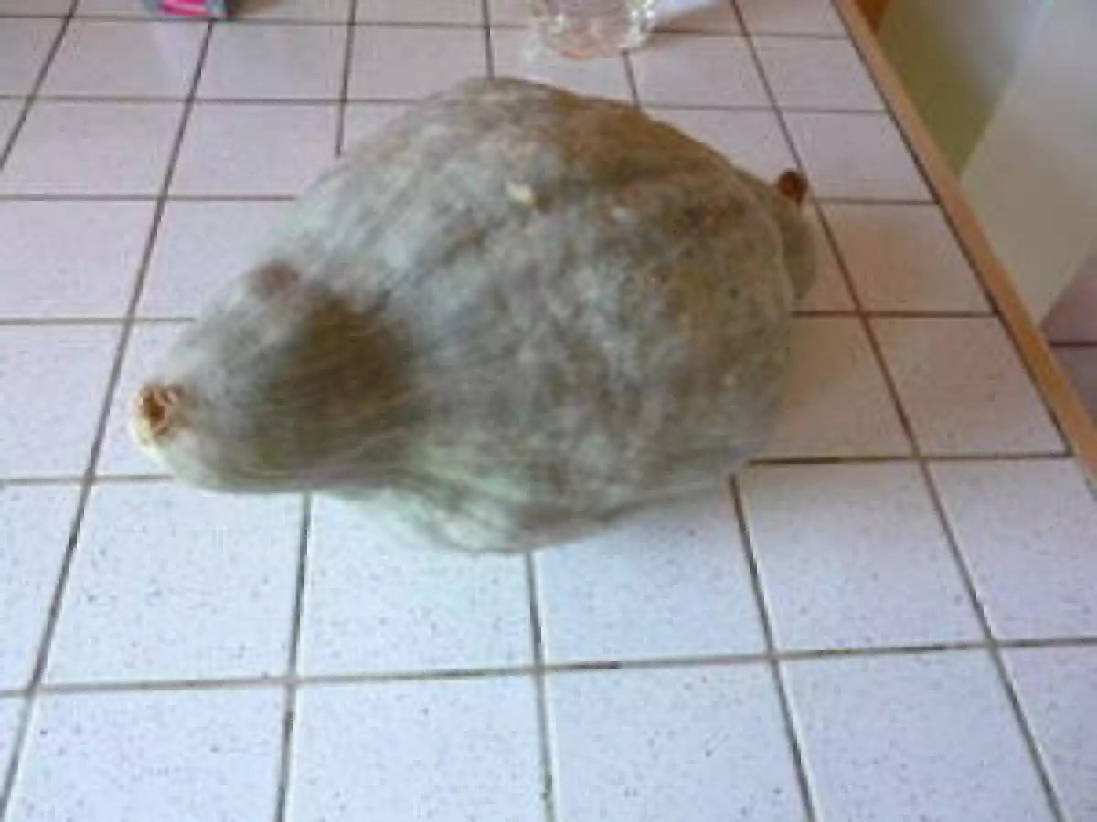 Quiche à la courge bleu - photo 2