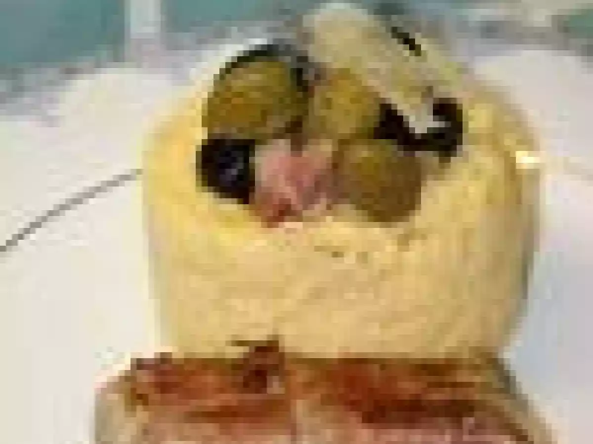 Rôti de cabillaud lardé à la tapenade noire