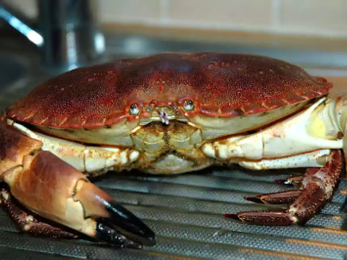 Saint Malo // Plateau de fruits de mer - photo 2