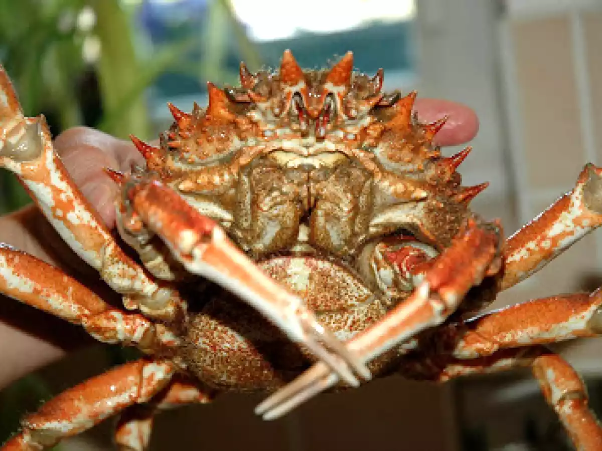 Saint Malo // Plateau de fruits de mer - photo 4