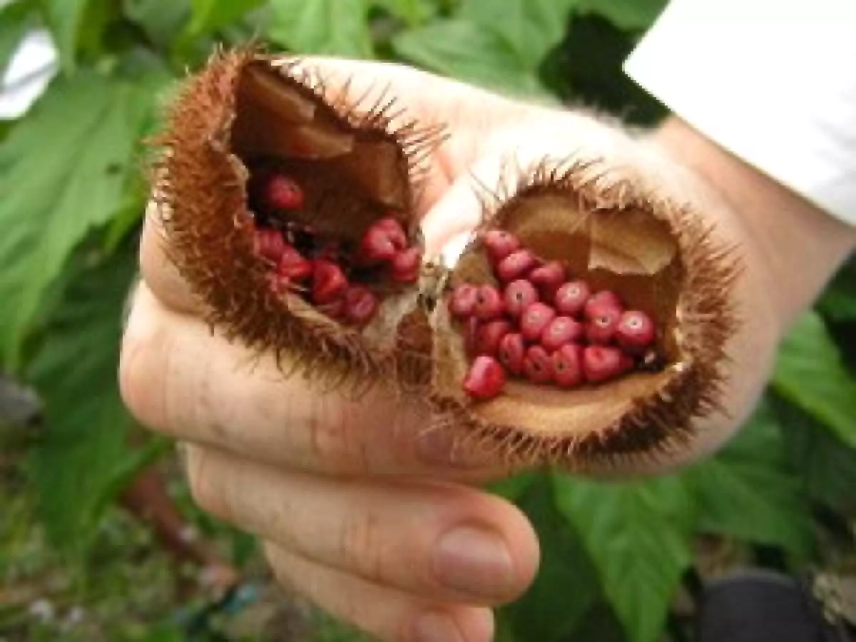 Salade au haddock mariné - photo 3