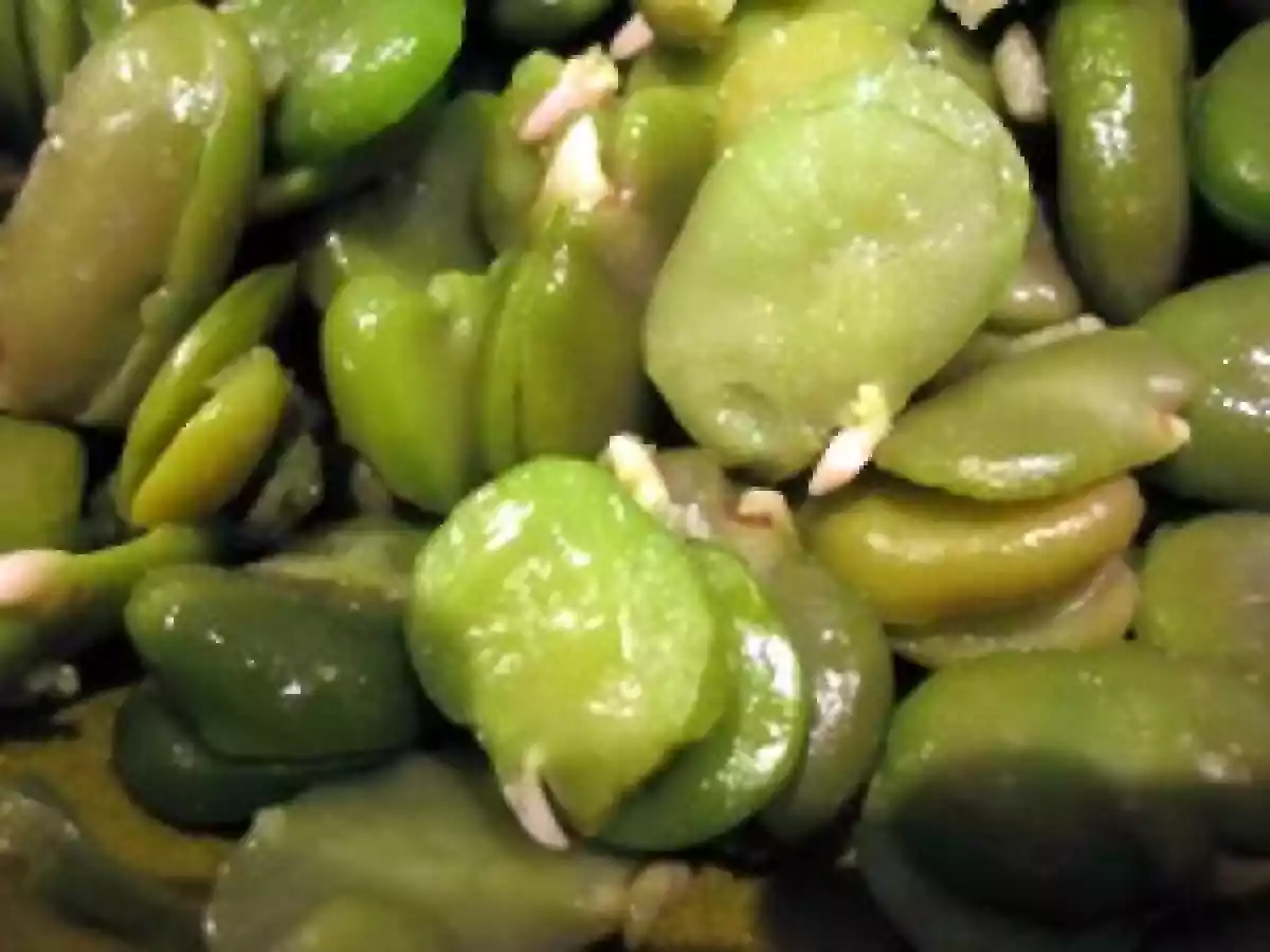 Salade de fèves et lardons et sa vinaigrette à l'orange chaude d'après - photo 4