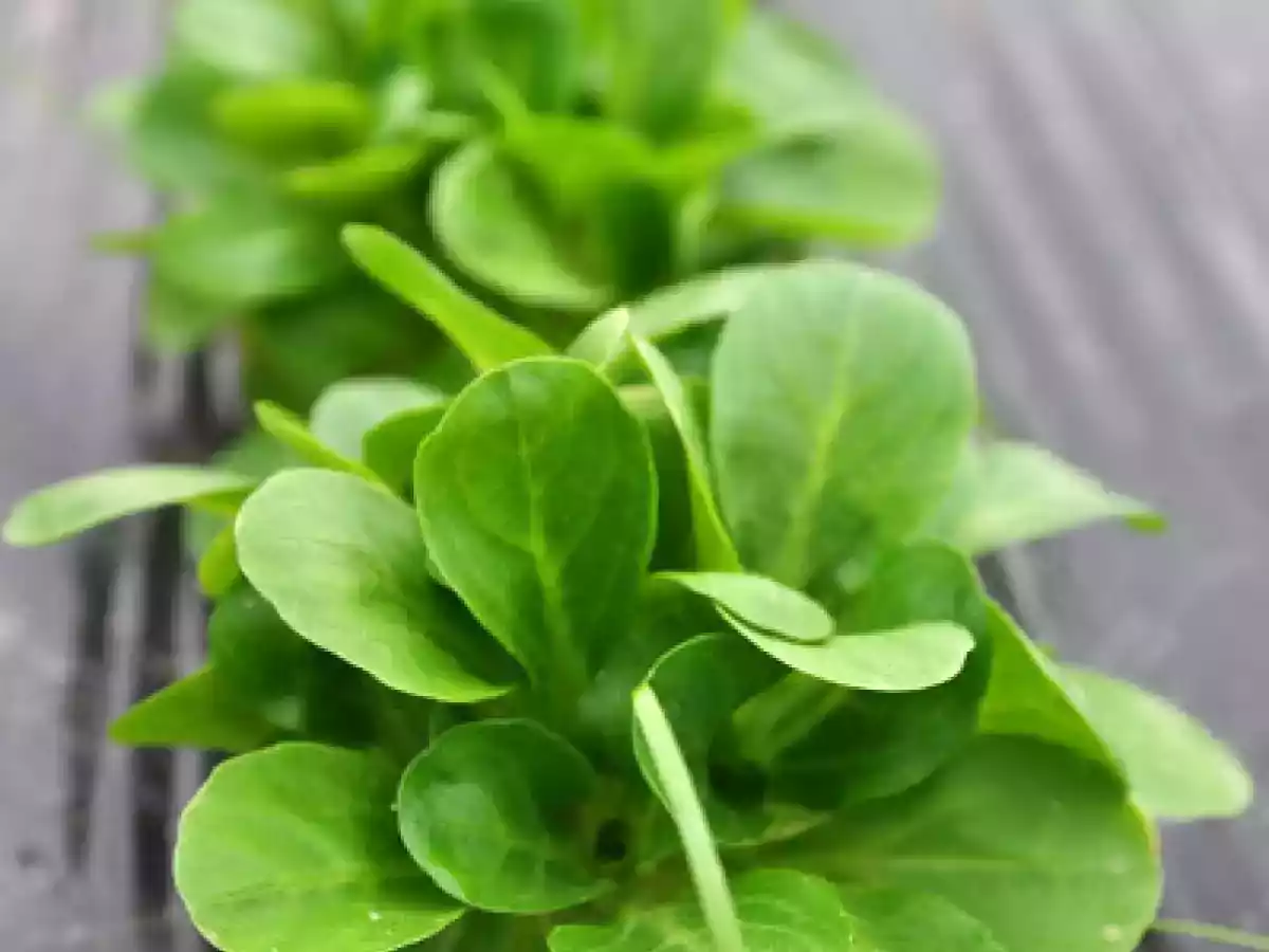 Salade de mâche aux oeufs durs.