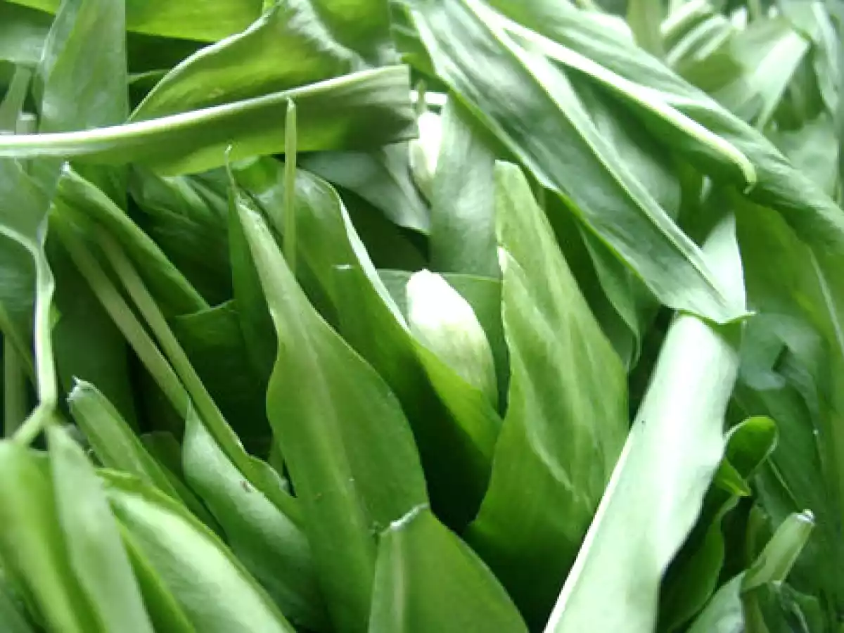 Salade de quinoa à l'ail des ours et à l'oseille - photo 2