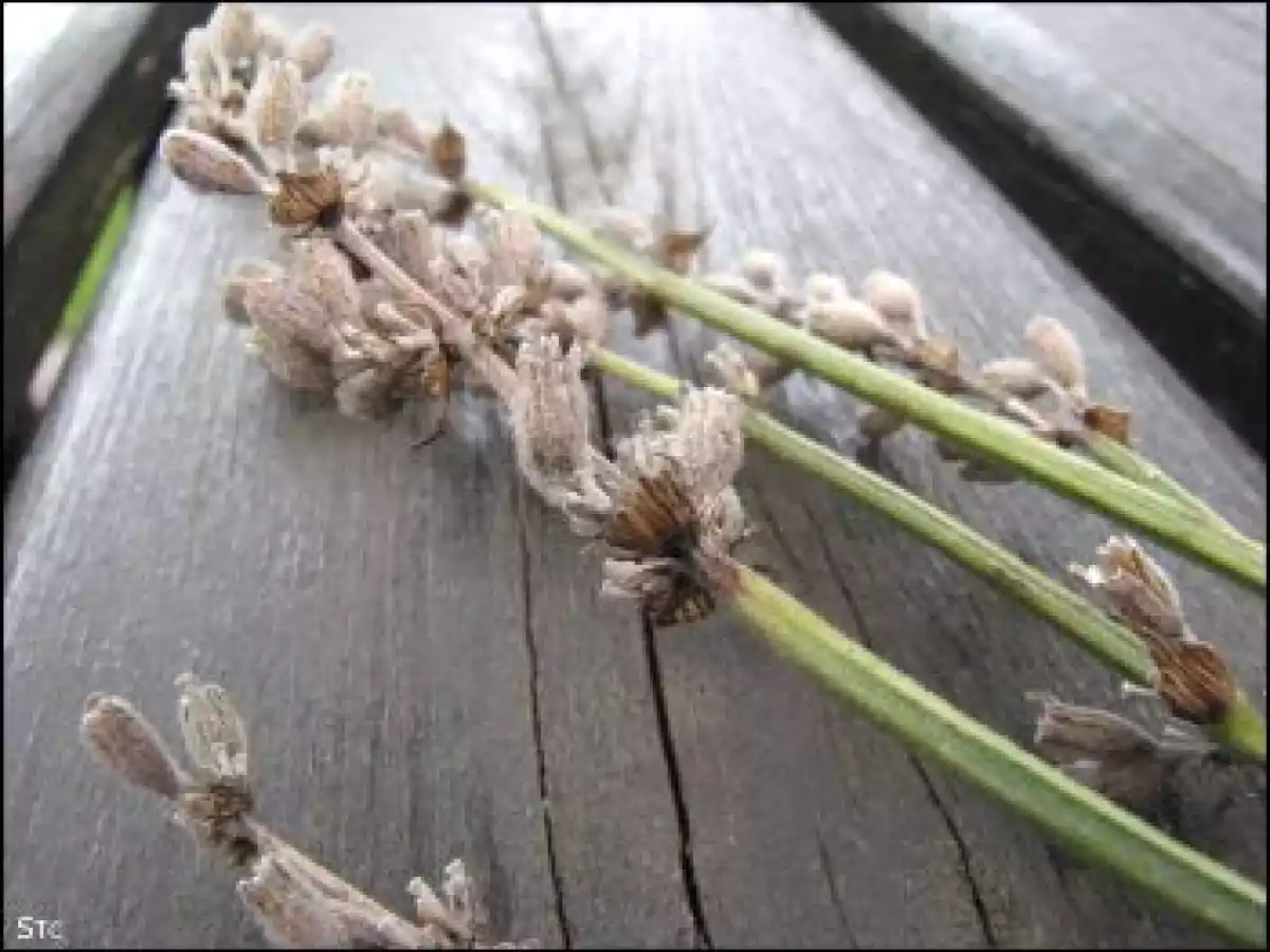 Salade de tomates oranges, lavande & thym - photo 3