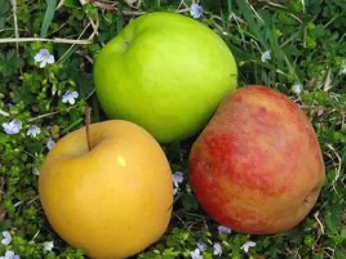 Sorbet à la pomme et sa tuile aux pignons de pin - photo 2