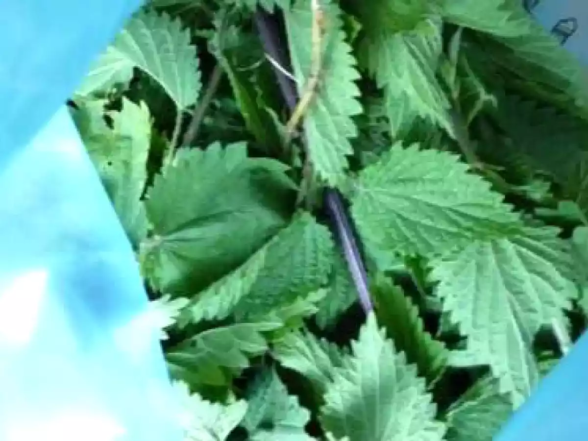 Soupe aux orties - photo 2