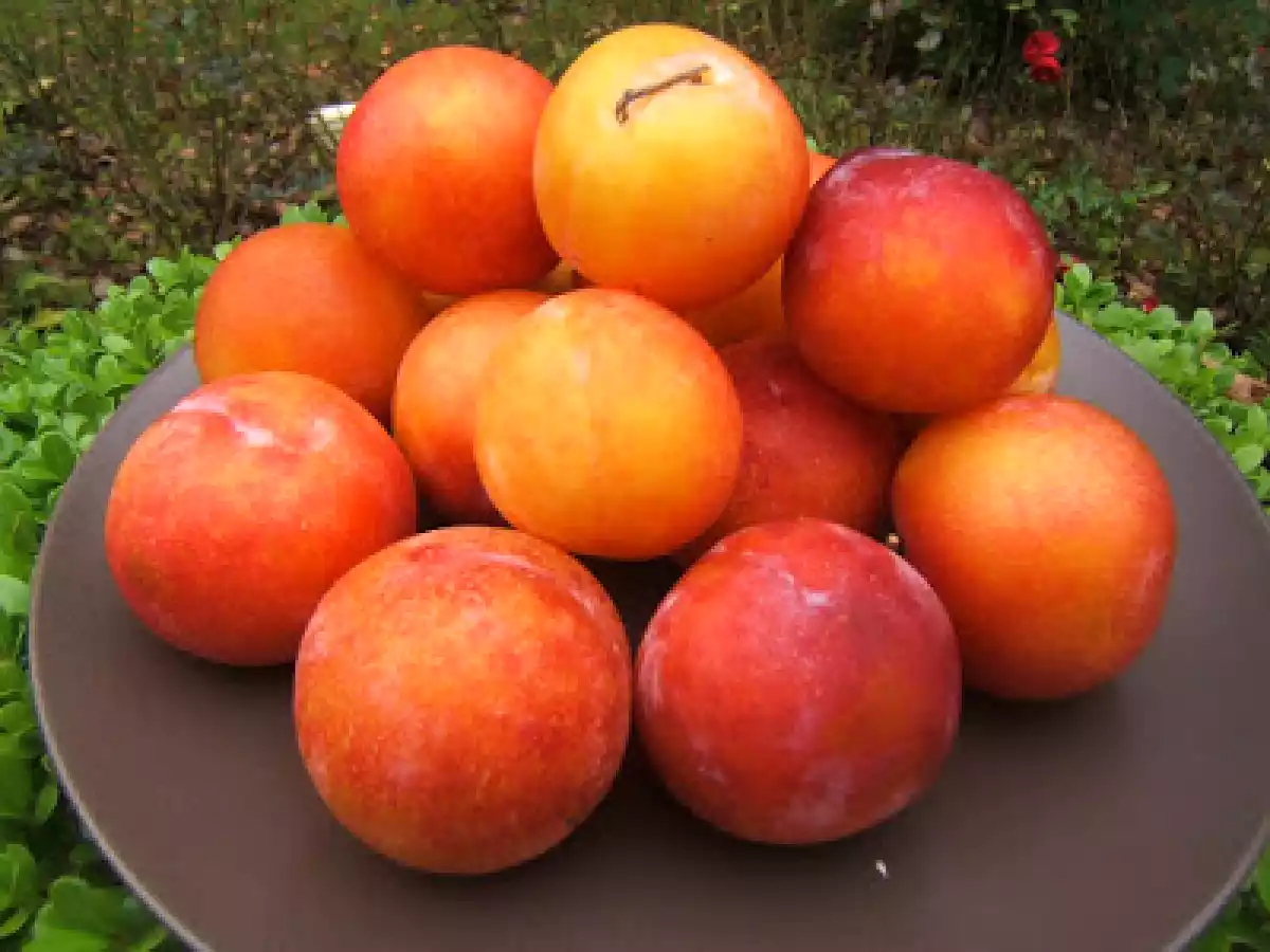 Tarte à la mirabelle et spéculoos - photo 5