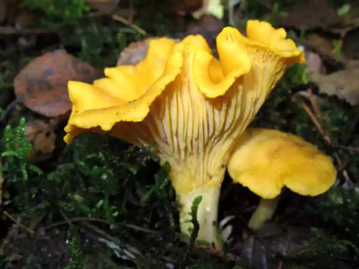 Tarte Feuilletée aux Girolles et au Chèvre - photo 2