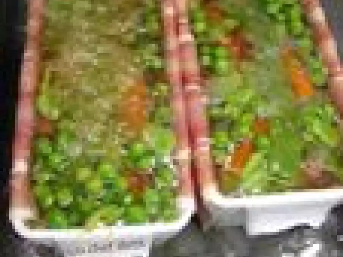 Terrine de Légumes au Jambon Cru - photo 4