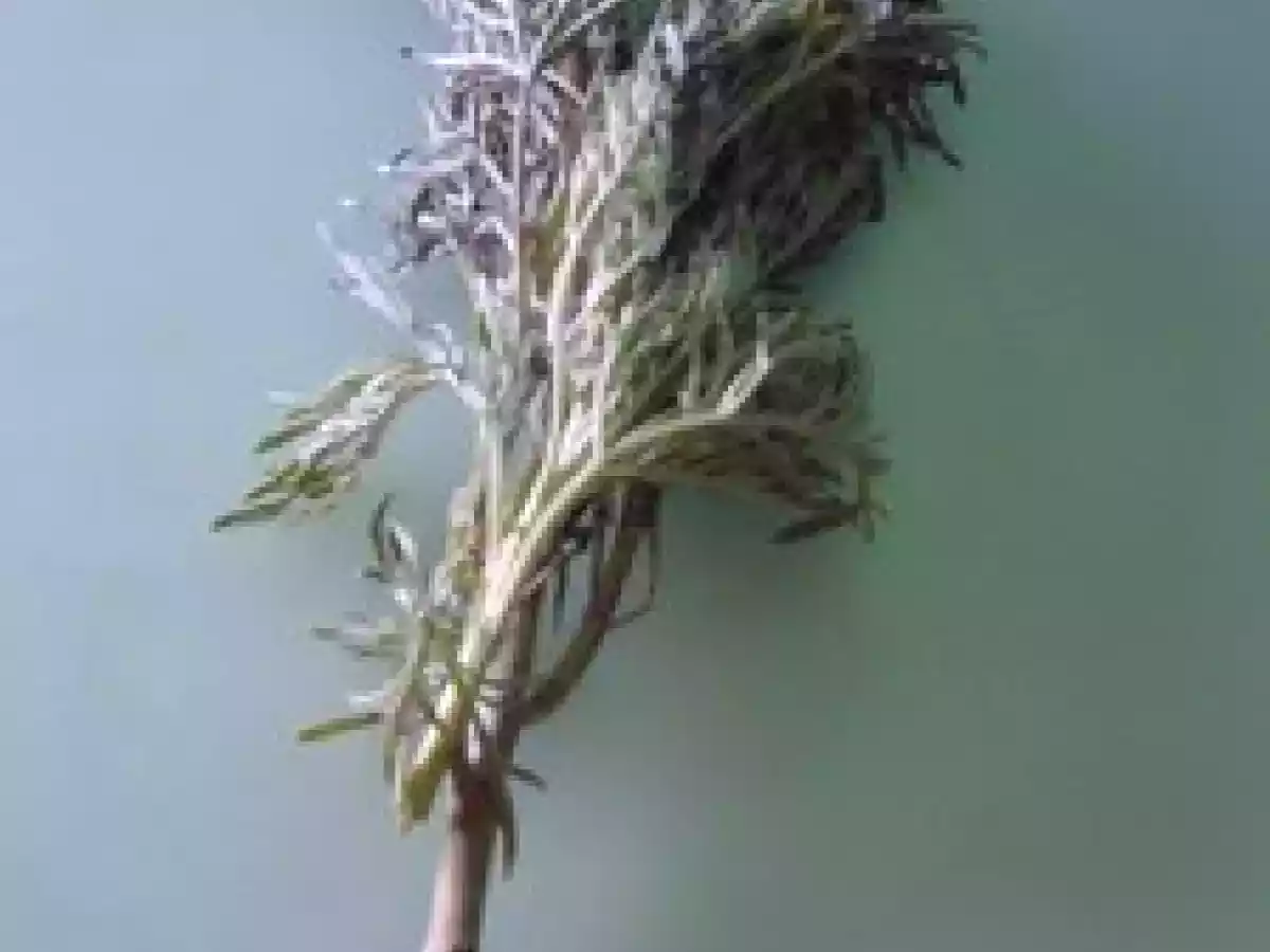 Thé à la menthe poivrée et à l'absinthe et joyeuse fête de l'aïd el adha. - photo 3