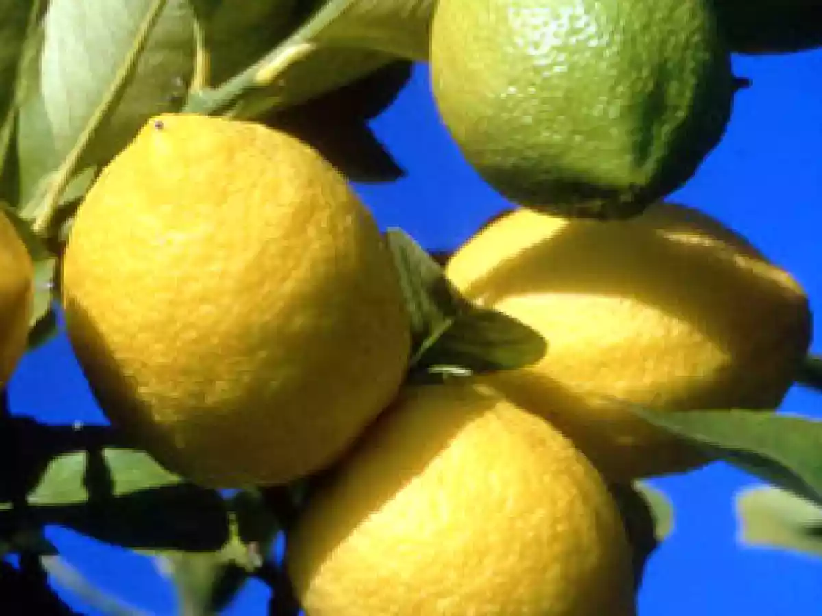 Un rayon de soleil : pâtes au citron de Menton, ail, huile d'olive et parmesan - photo 2