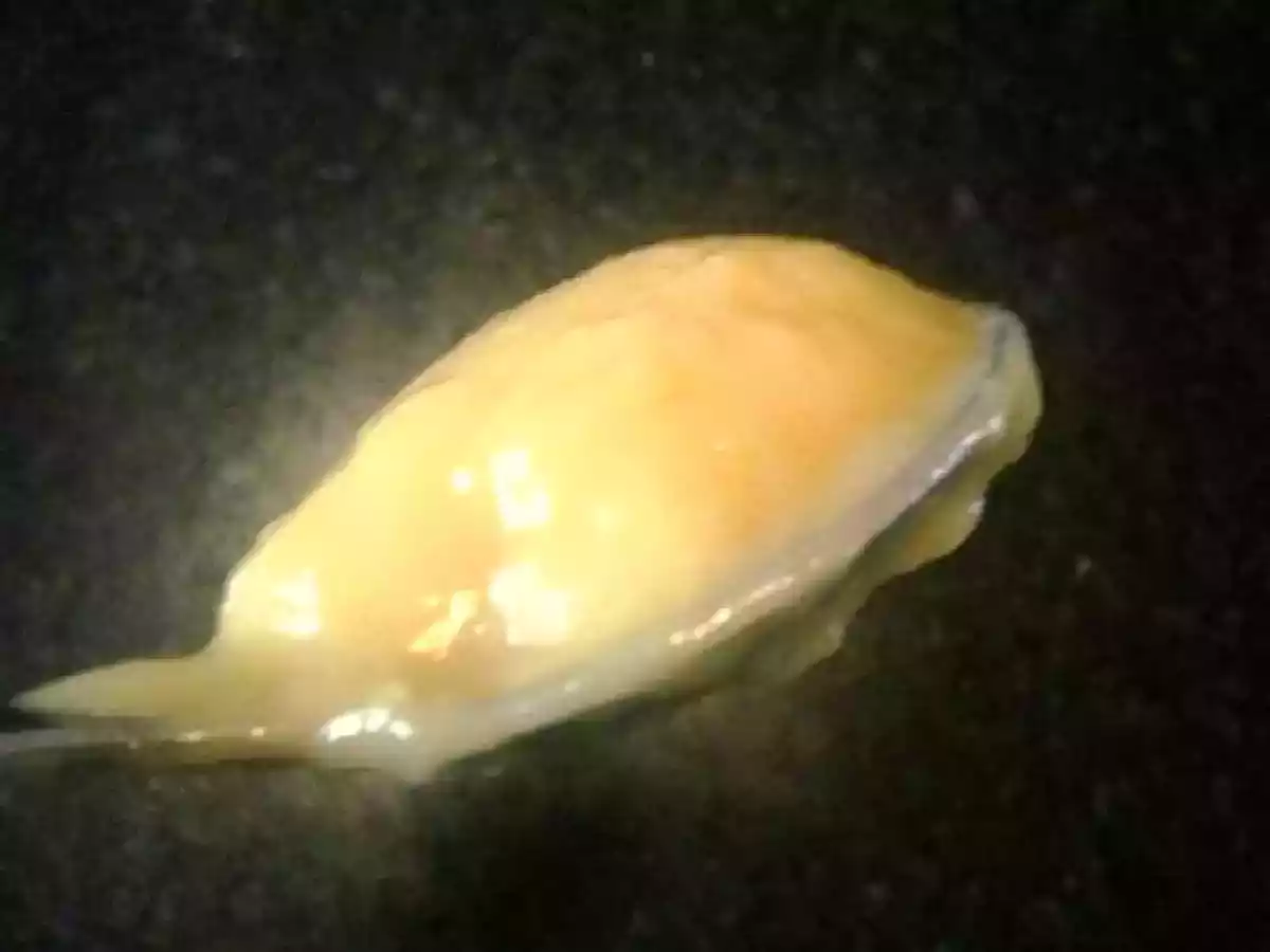 Un reste de citron ? miam une belle crème acidulée ... - photo 2