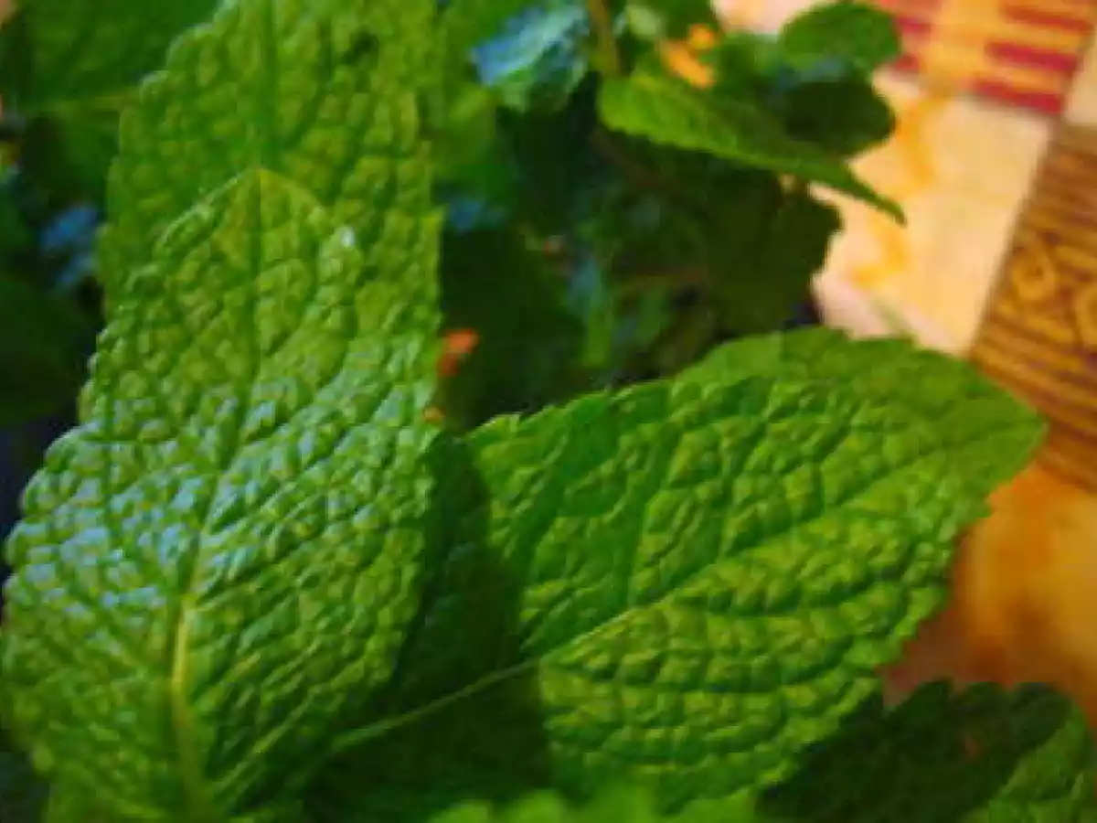 Velouté de courgette à la menthe fraîche - photo 2