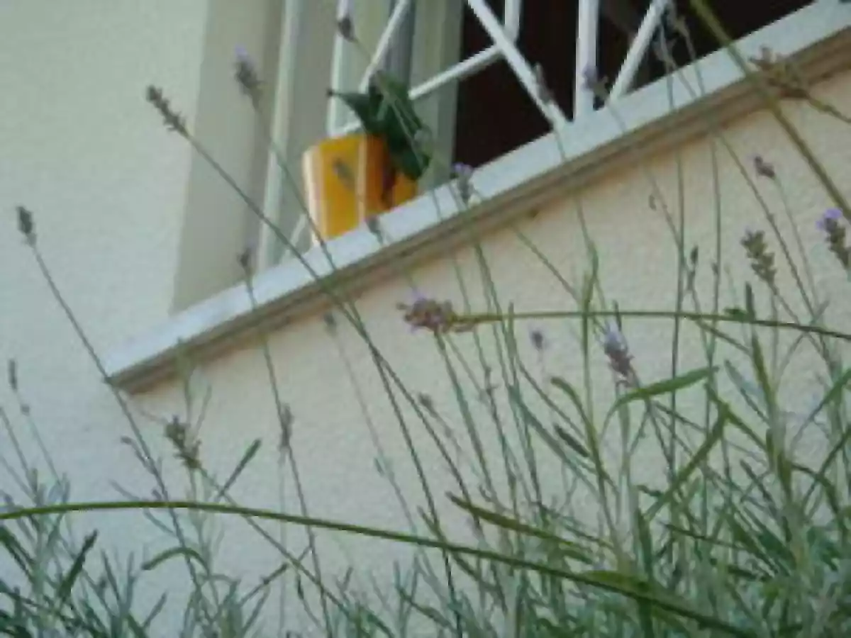 Yaourt maison à la lavande - photo 3